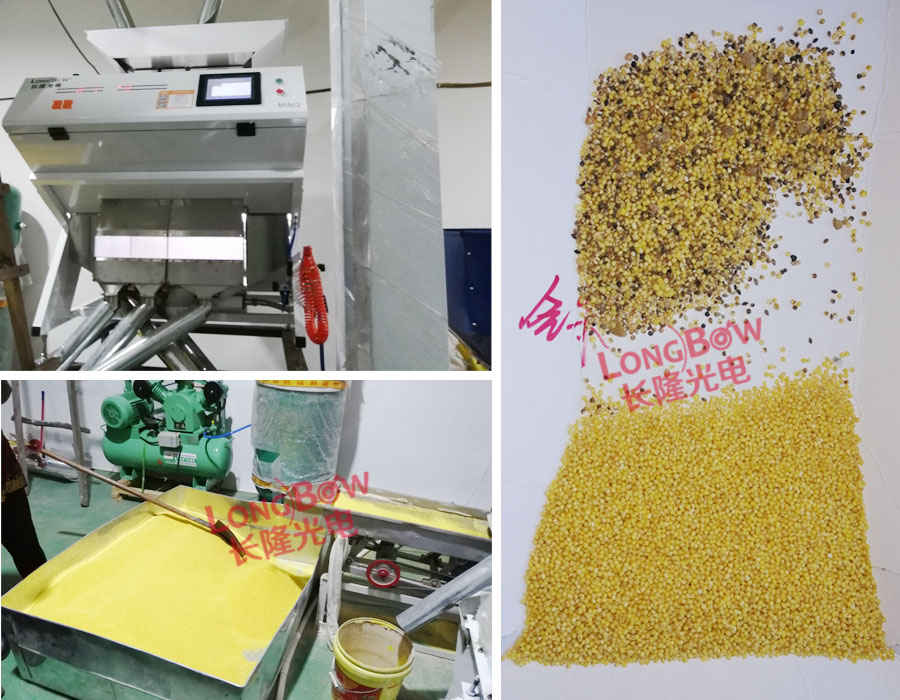 長隆光電色選機，內(nèi)蒙古客戶選小米